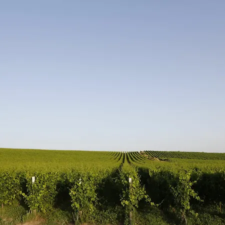 Poggio Al Tufo 팜스테이 *